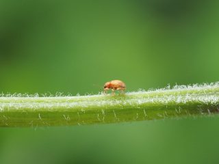 クロオビカサハラハムシ（2015年6月27日）