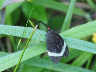 ホタルガ（3cm）
