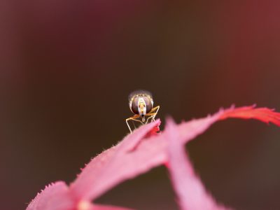 ホソヒラタアブ♀