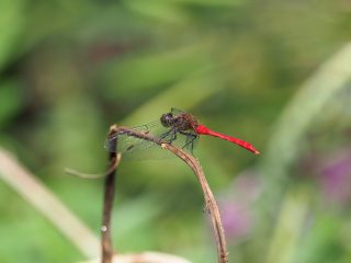アキアカネ♂