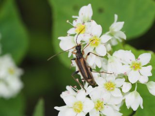 ナガバヒメハナカミキリ