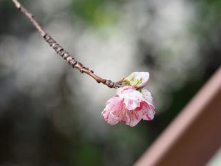 ハナモモ