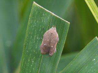 ネズミエグリキバガ（1.2cm）