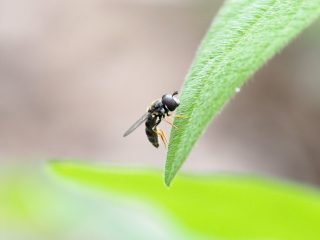 キアシマメヒラタアブ♀（2019年8月27日）