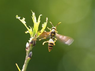 キアシナガバチ