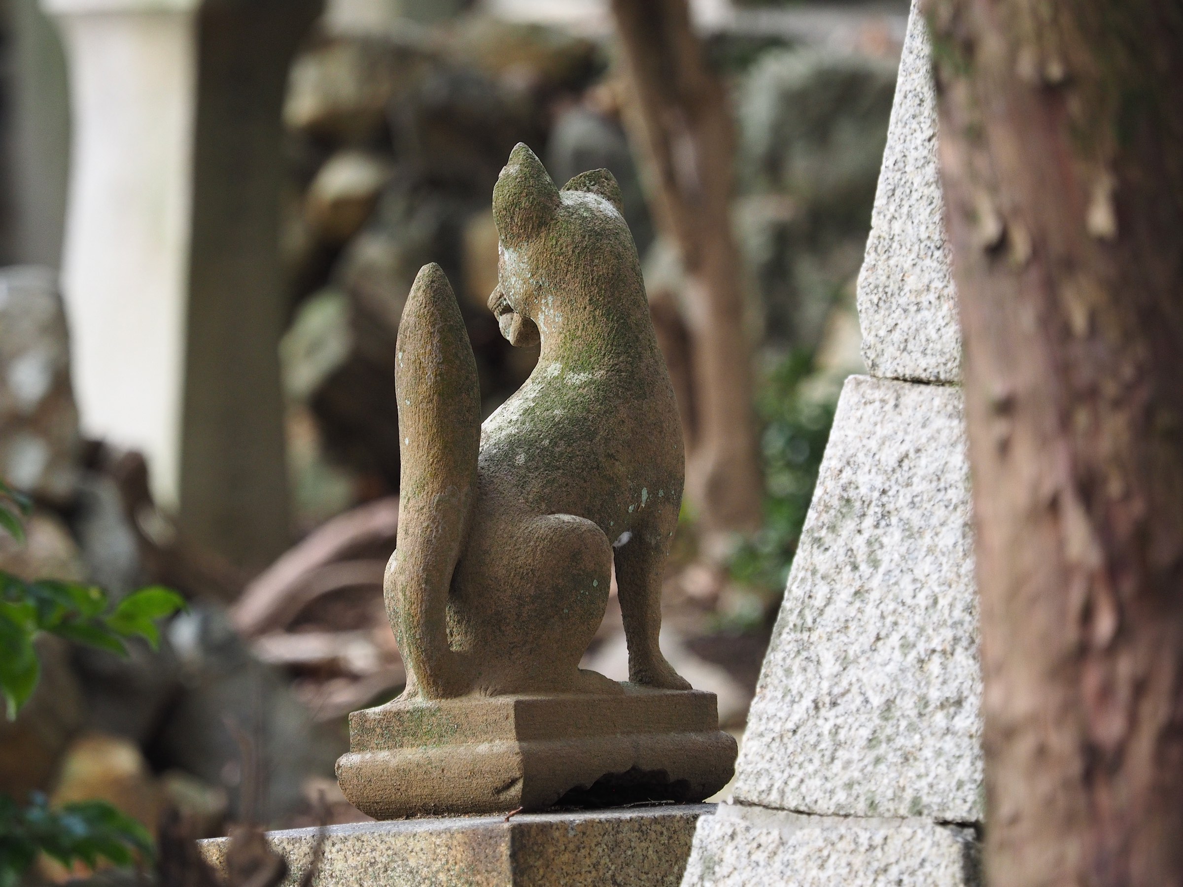 オキツネさま後ろ姿