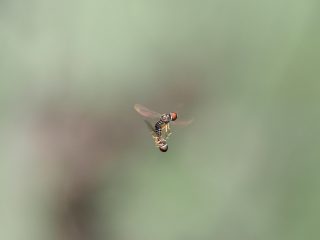 アタマアブの仲間交尾（2019年9月23日）