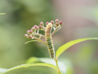 シモツケマルハバチ幼虫（2022年5月20日）