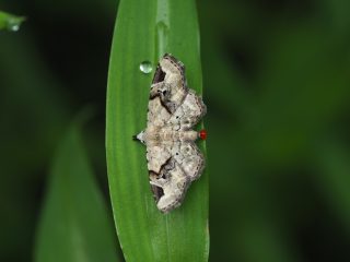 クロハナコヤガ