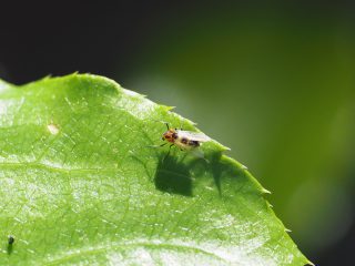 キノコバエの仲間（2017年5月6日）
