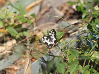 タテハチョウの仲間