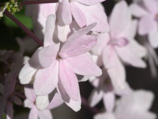 アジサイ（2013年11月13日）