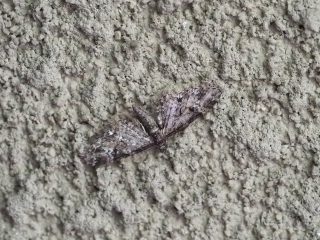 ウスカバナミシャク（2018年3月16日）