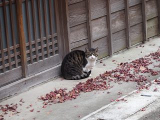 2020年12月15日