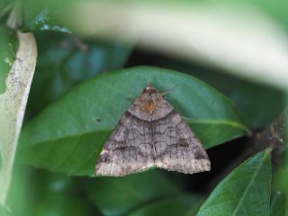 ウンモンクチバ（3.5cm）