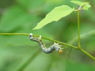 ニトベエダシャク幼虫
