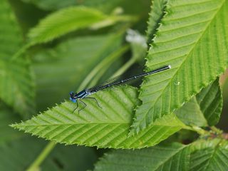 アマゴイルリトンボ♂（裏磐梯）（2022年6月24日）