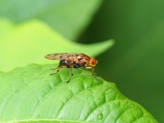 ベッコウバエ