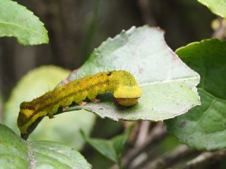 キバラモクメキリガ幼虫（2019年5月19日）