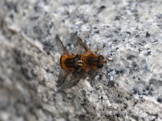 アシブトハナアブ交尾（2016年4月3日）