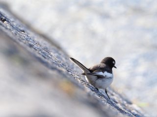 セグロセキレイ