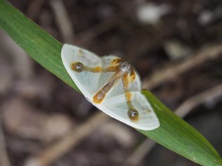 ウスギヌカギバ