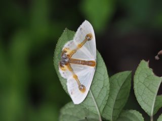 ウスギヌカギバ
