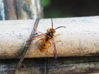 キイロスズメバチ（2019年9月14日）