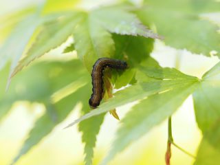 ヨトウガ4齢幼虫黒色型（020年4月27日）