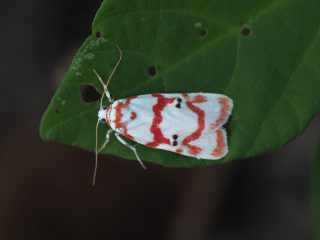 アカスジシロコケガ♂（2.3cm）