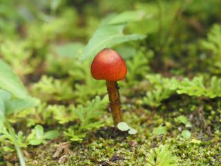 トガリウラベニタケ？（2021年7月4日）