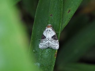イナズマコブガ（1.8cm）
