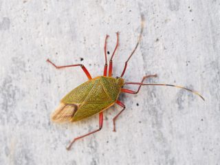 ヘラクヌギカメムシ♀