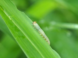 ナガゼンマイハバチ幼虫（2019年5月22日）