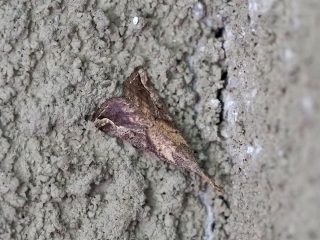 コテングアツバ