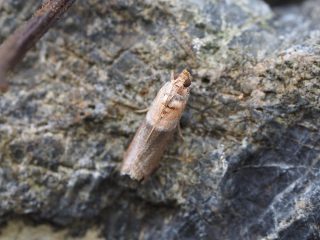 ウスアカムラサキマダラメイガ（2cm）