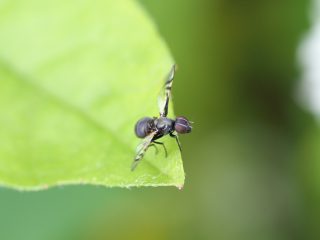 ヒロクチバエの仲間