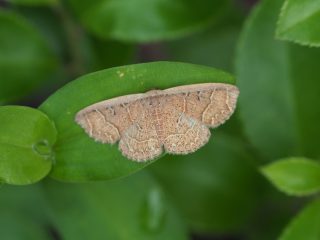 ヨシノツマキリコヤガ（1.5cm）