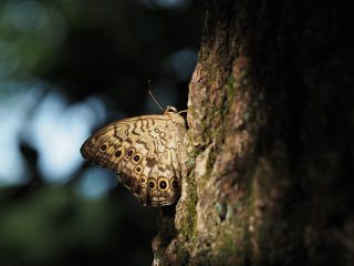サトキマダラヒカゲ
