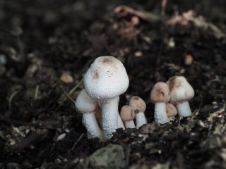 ツブカラカサタケ幼菌（2020年9月15日）