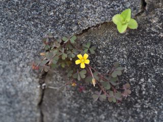 カタバミ黄（2015年4月26日）