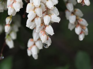 アセビ（白）