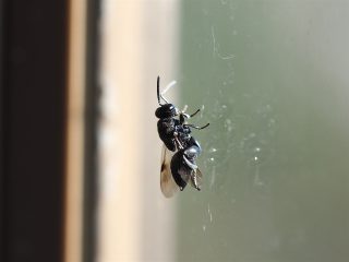 アシブトコバチの仲間（2015年12月16日）