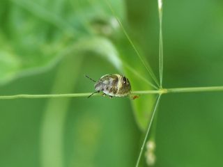 シラホシカメムシ４齢幼虫？（2021年5月31日 ）