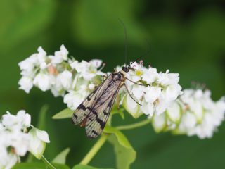 スカシシリアゲモドキ♀