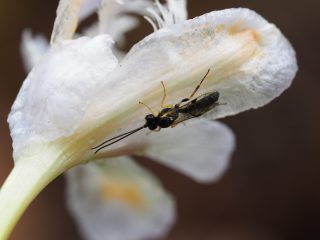 アシマダラクモヒメバチ？（2015年4月12日）
