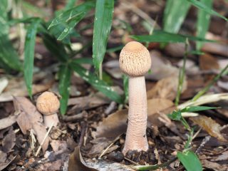マントカラカサタケ幼菌（2019年10月27日）