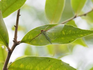 マエアカスカシノメイガ（2.5cm）