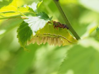 オオシマカラスヨトウ幼虫寄生（2015年5月10日）