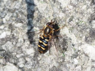 ケヒラタアブ♀